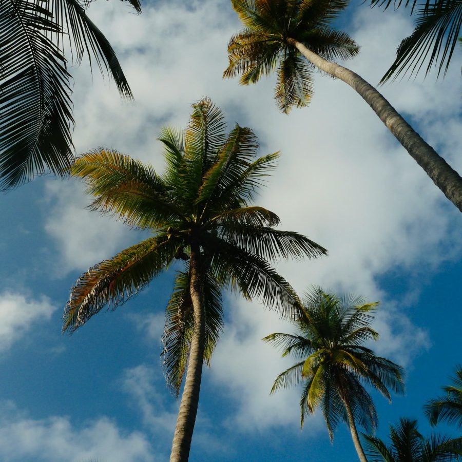 Palm Trees Cloudy Sky